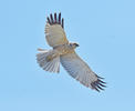 Marsh Harrier