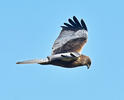 Marsh Harrier