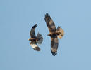 Marsh Harrier