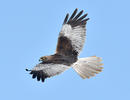 Marsh Harrier