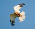 Marsh Harrier