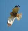 Marsh Harrier