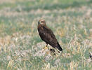 Marsh Harrier