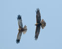 Marsh Harrier