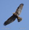 Marsh Harrier