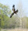 Marsh Harrier