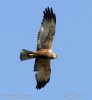 Marsh Harrier