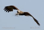 Marsh Harrier