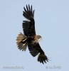 Marsh Harrier