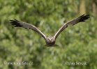 Marsh Harrier