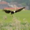 Marsh Harrier