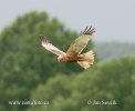 Marsh Harrier