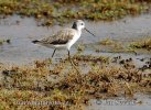 Marsh Sandpiper