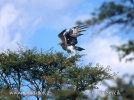 Martial Eagle