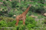 Masai Giraffe