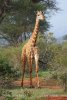 Masai Giraffe