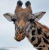 Masai Giraffe