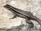 Masked Curly-tailed Lizard