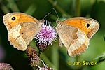 Meadow Brown