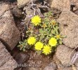 Mediterranean Beach Daisy