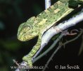 Mediterranean Chameleon