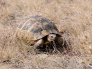 Mediterranean Spur-thighed Tortois