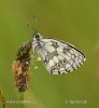 Melanargia galathea