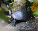 Melanochelys trijuga parkeri