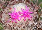 Melocactus caesius