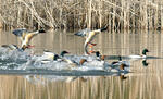 Mergus merganser