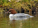 Mergus merganser