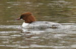 Mergus merganser