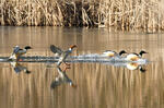 Mergus merganser