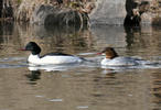 Mergus merganser