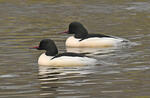 Mergus merganser