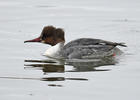 Mergus merganser