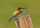 Merops apiaster