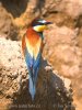 Merops apiaster