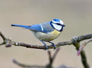 Mésange bleue