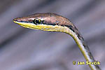 Mexican Vine Snake