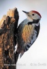 Middle Spotted Woodpecker