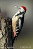 Middle Spotted Woodpecker