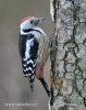 Middle Spotted Woodpecker