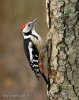 Middle Spotted Woodpecker