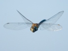 Migrant Hawker