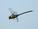 Migrant Hawker