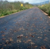 Migration of Crabs across the Road