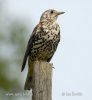 Mistle Thrush