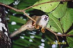 Mono ardilla de América central