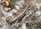 Monte Verde Curly-tailed Lizard